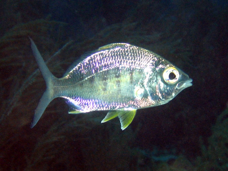 Yellowfin Mojarra - Gerres cinereus