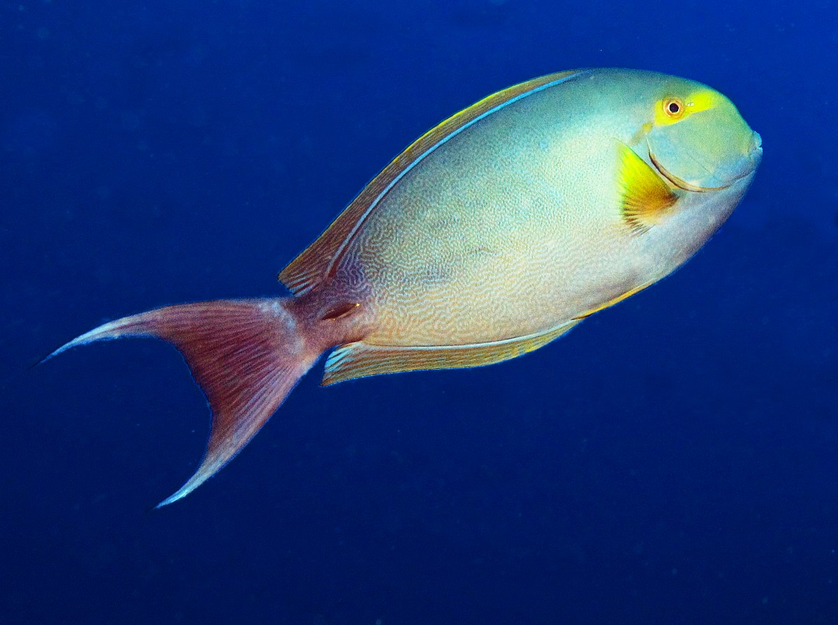 Yellowfin Surgeonfish - Acanthurus xanthopterus