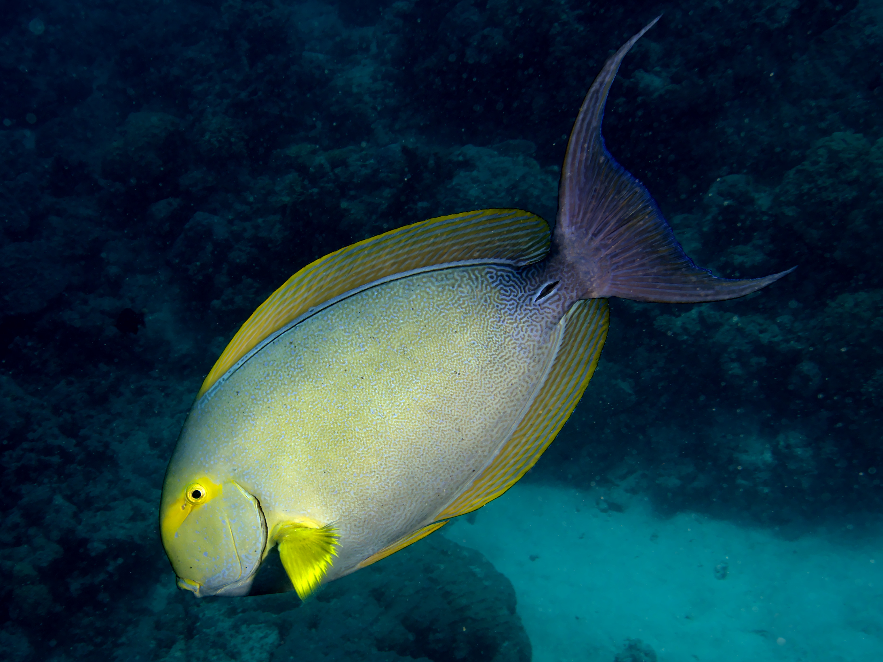 Yellowfin Surgeonfish - Acanthurus xanthopterus