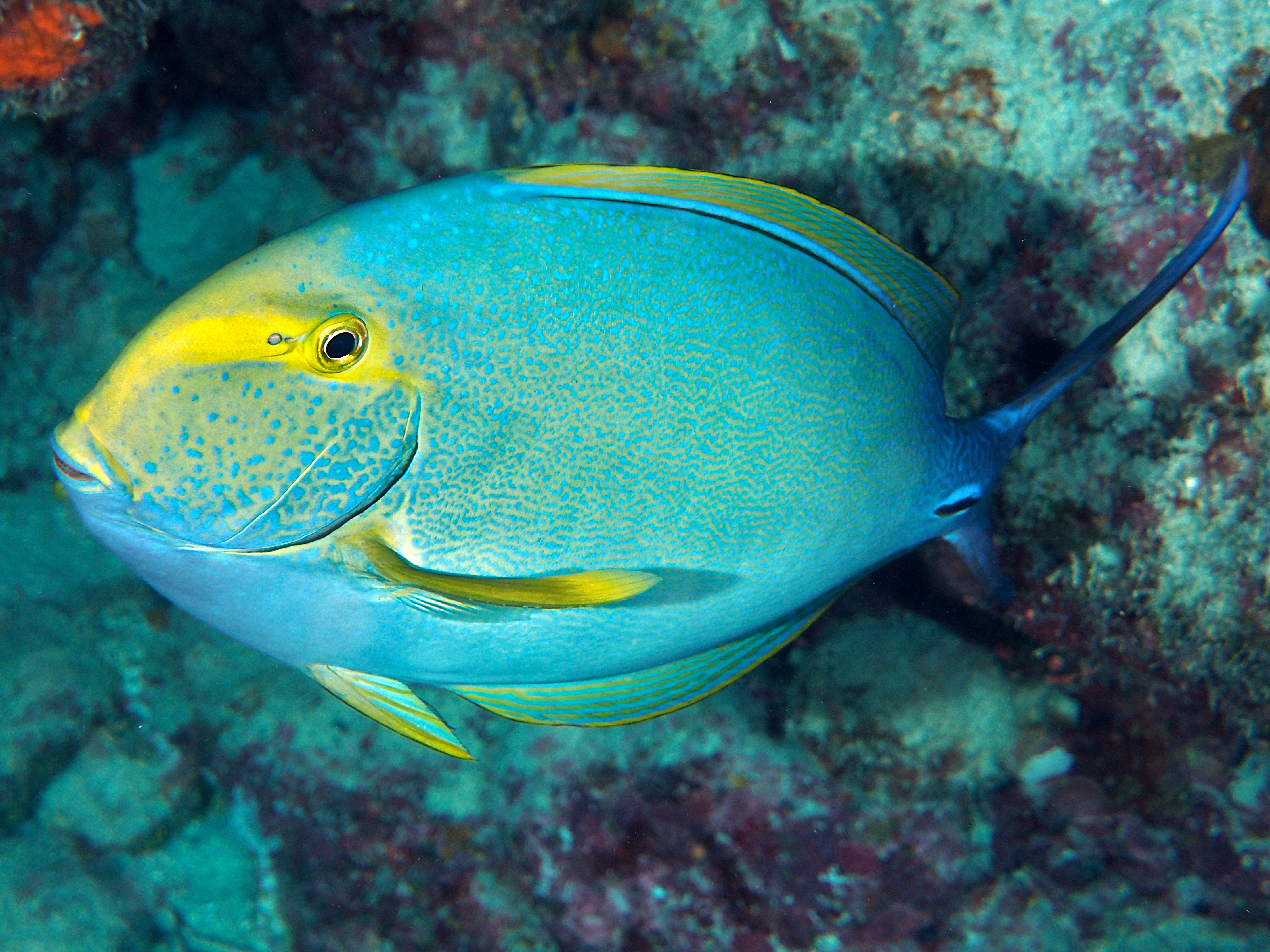 Yellowfin Surgeonfish - Acanthurus xanthopterus