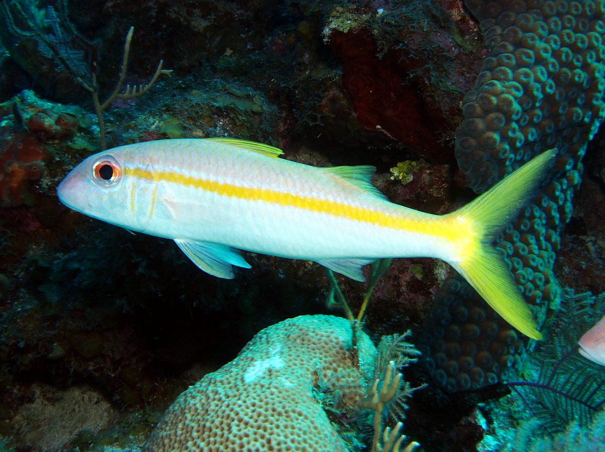 Yellow Goatfish - Mulloidichthys martinicus