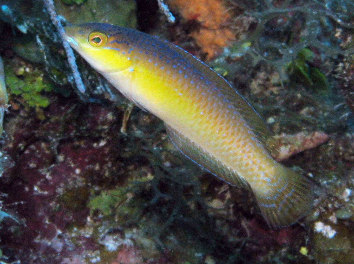 Yellowhead Wrasse - Halichoeres garnoti