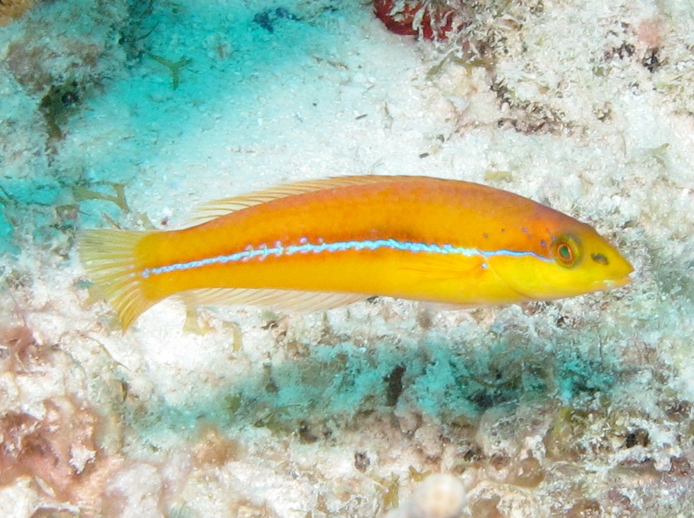 Yellowhead Wrasse - Halichoeres garnoti