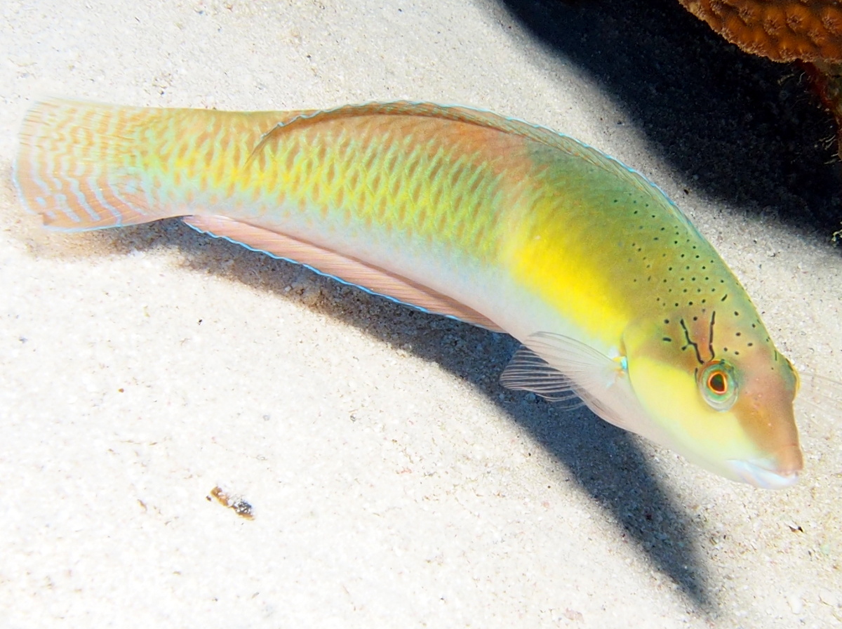 Yellowhead Wrasse - Halichoeres garnoti