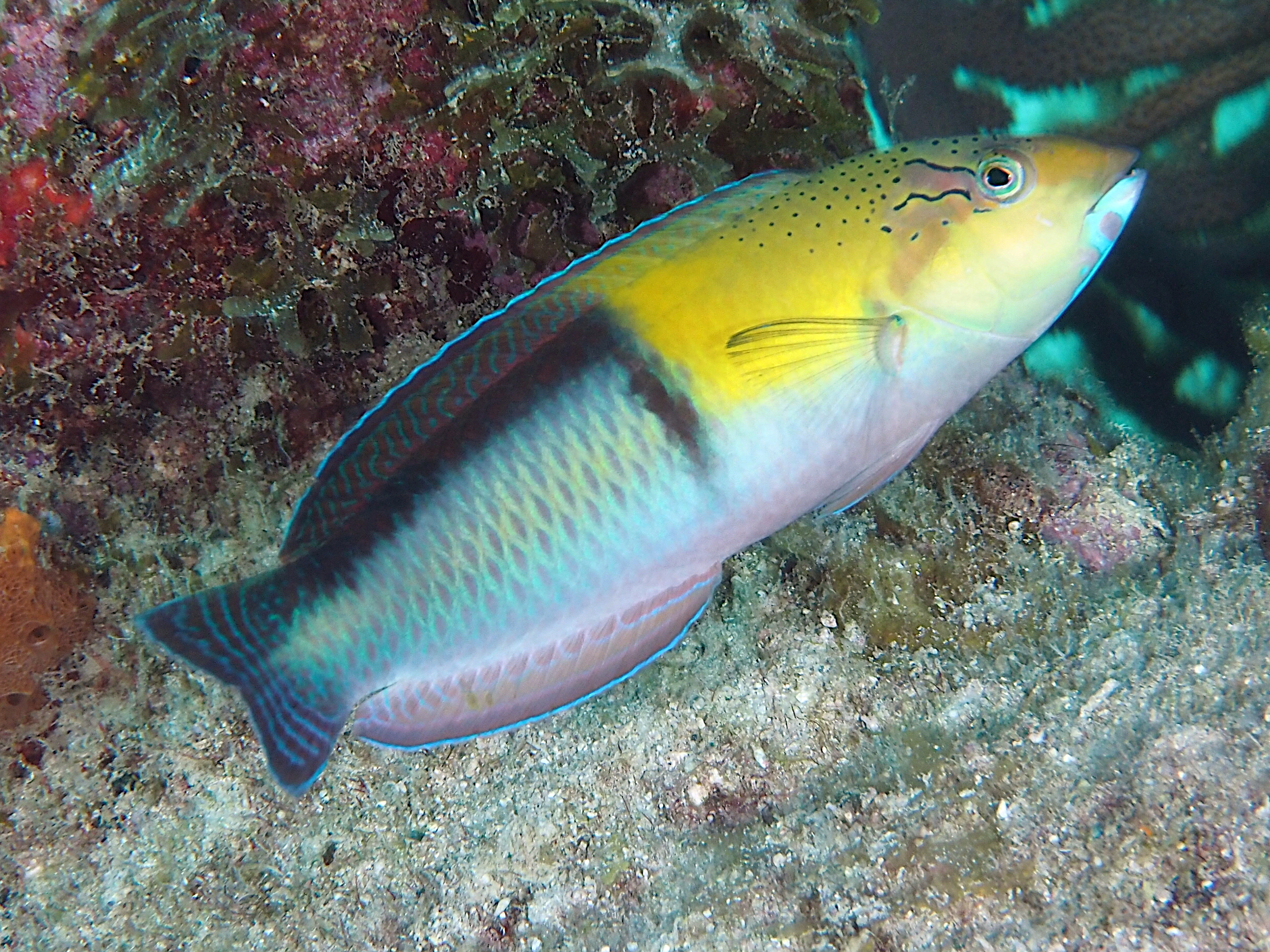 Yellowhead Wrasse - Halichoeres garnoti