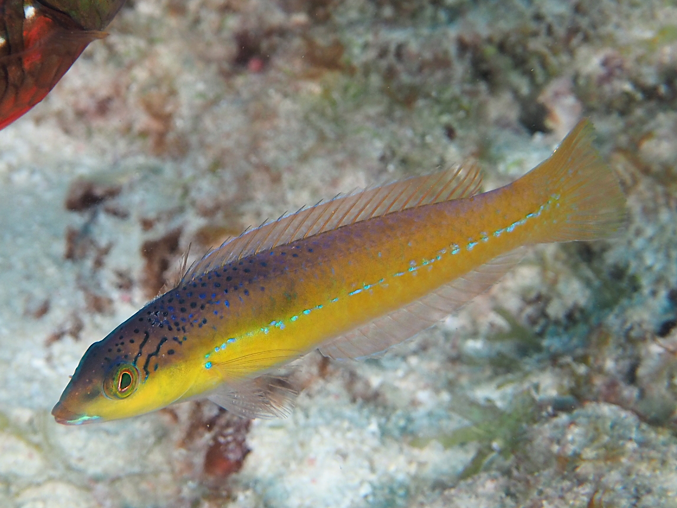 Yellowhead Wrasse - Halichoeres garnoti