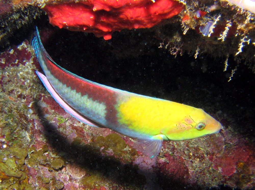 Yellowhead Wrasse - Halichoeres garnoti