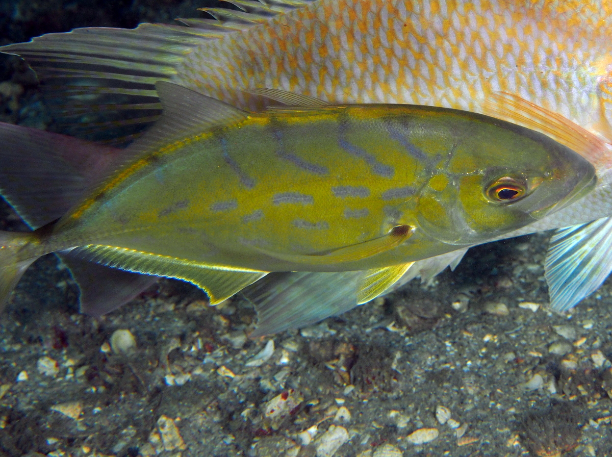 Yellow Jack - Caranx bartholomaei