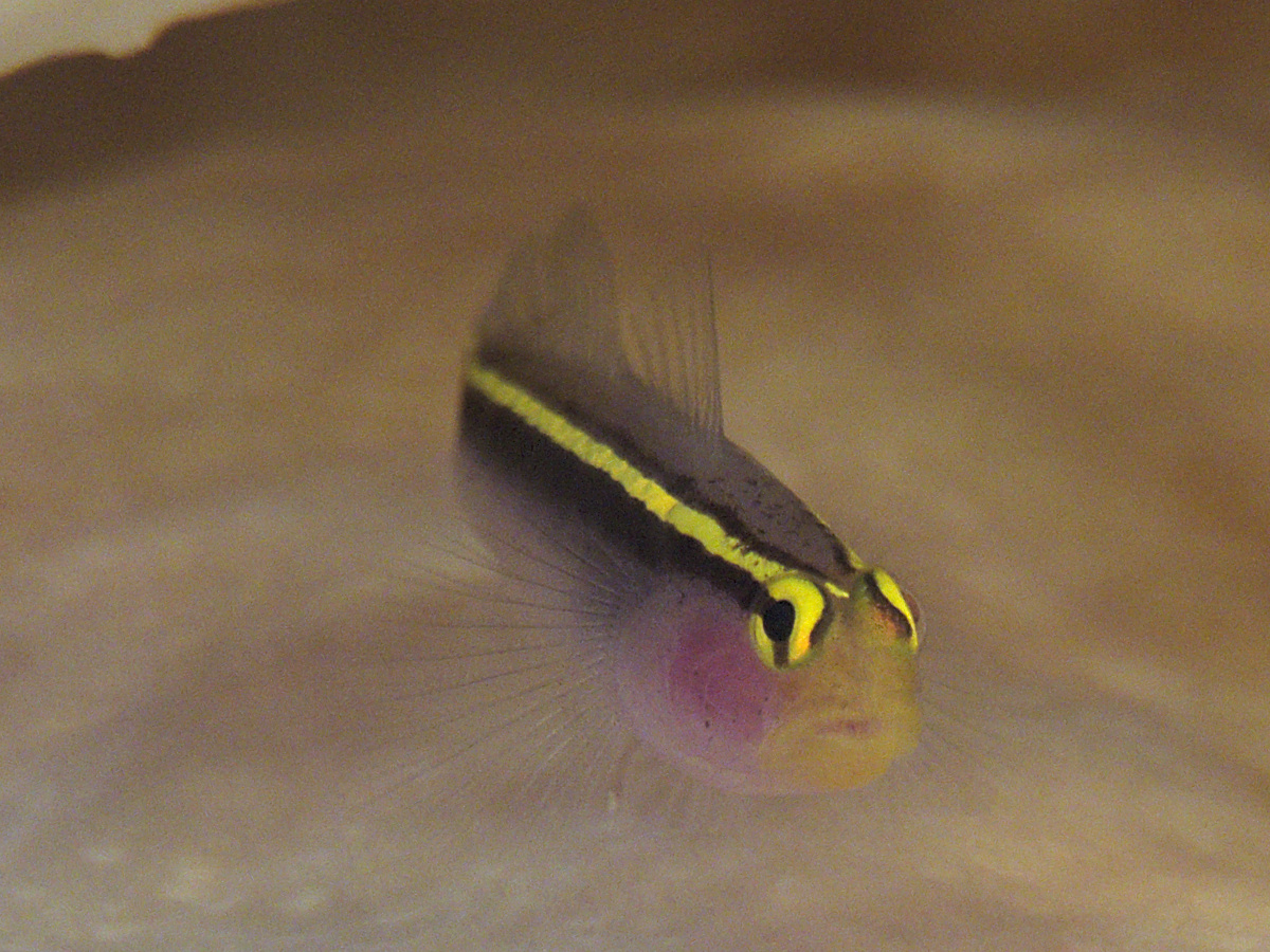 Yellowline Goby - Elacatinus horsti