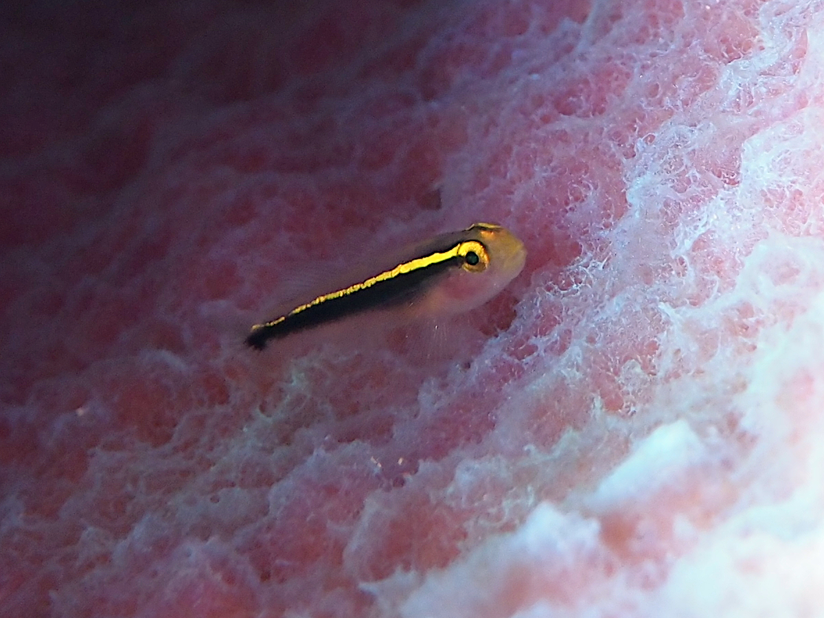 Yellowline Goby - Elacatinus horsti