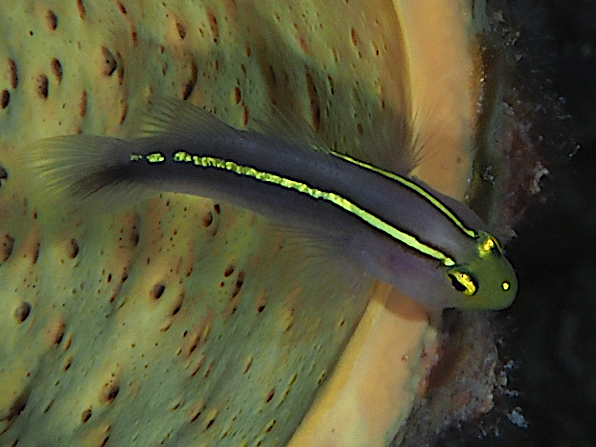 Yellowline Goby - Elacatinus horsti