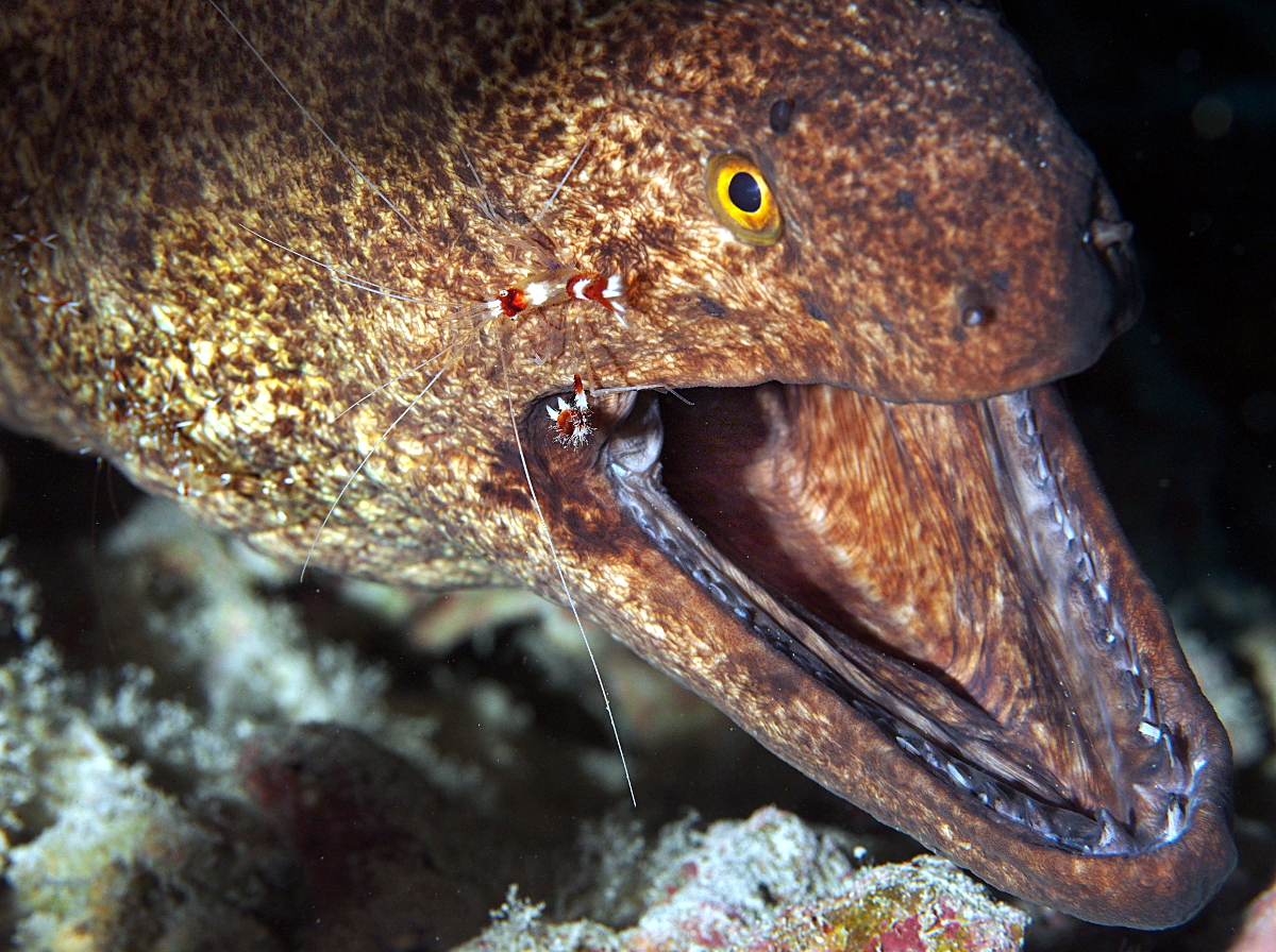 Yellowmargin Moray Eel - Gymnothorax flavimarginatus