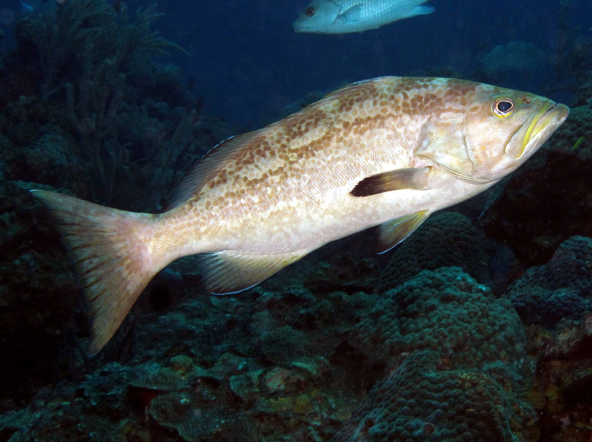 Yellowmouth Grouper - Mycteroperca interstitialis