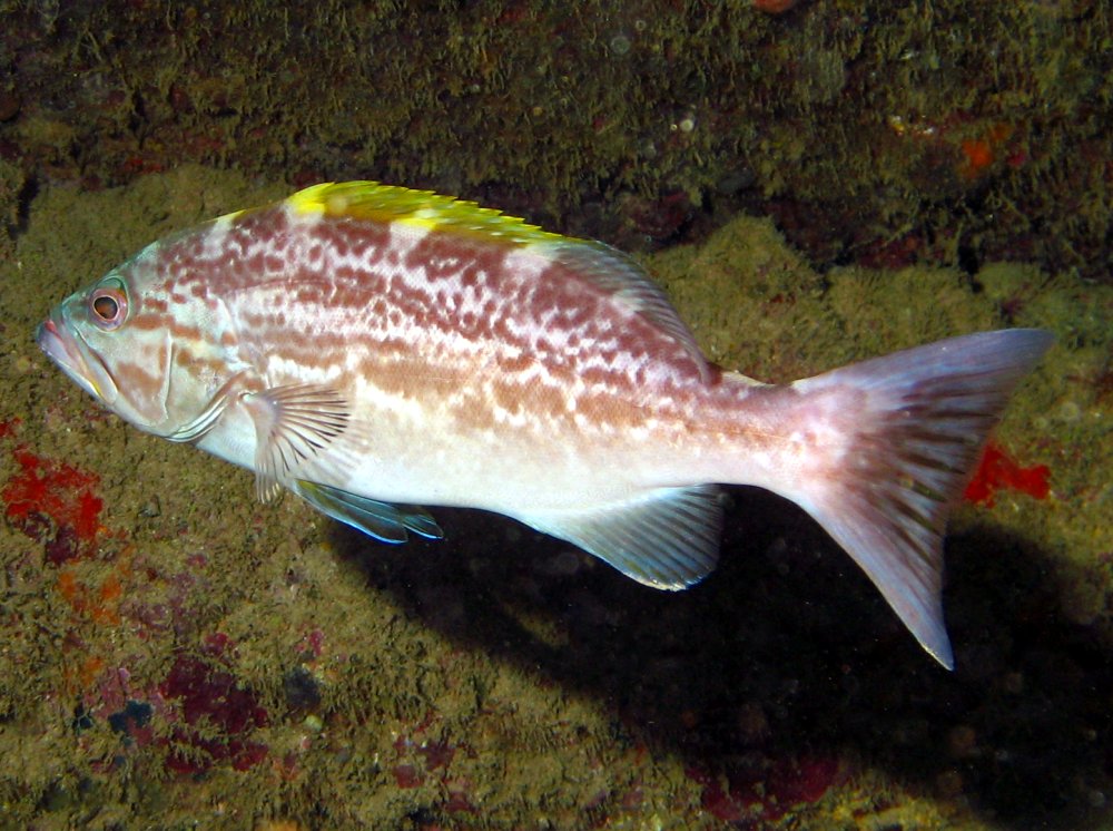 Yellowmouth Grouper - Mycteroperca interstitialis