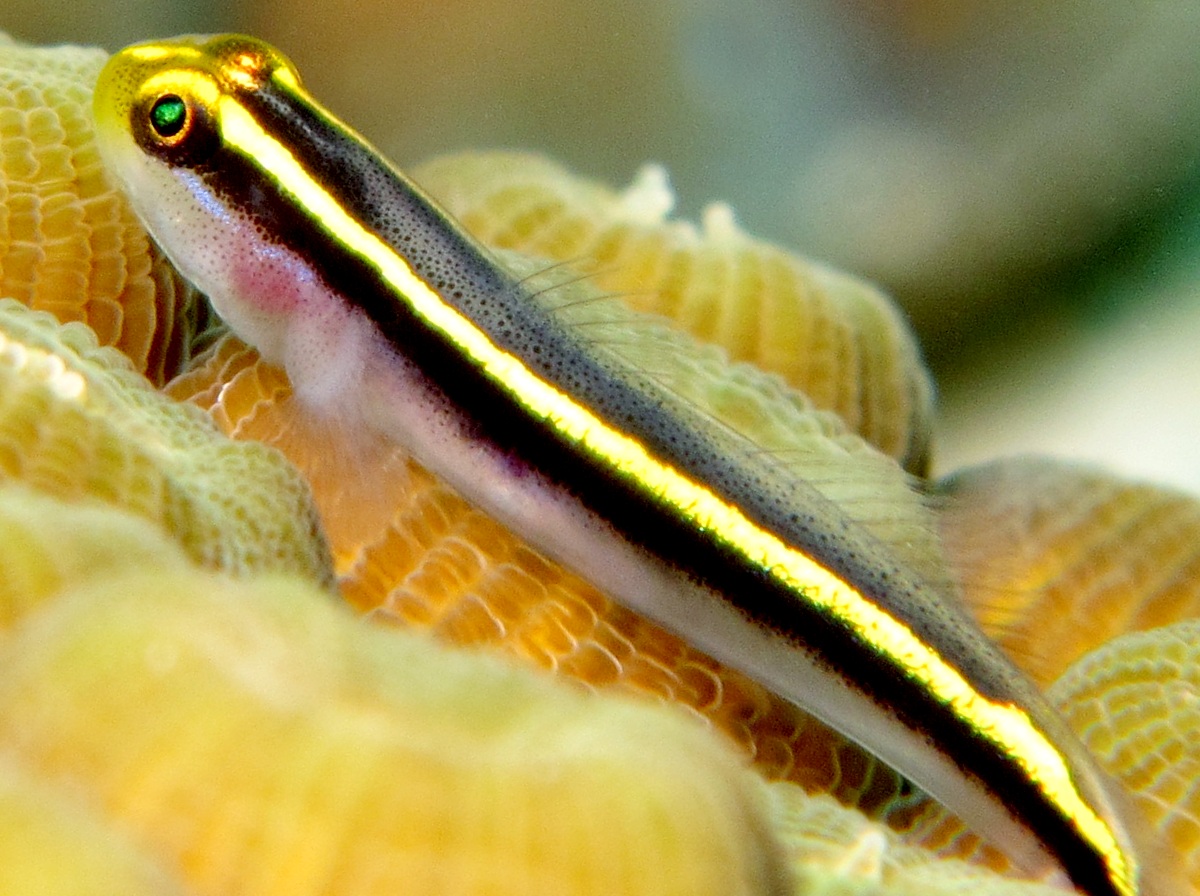 Yellownose Goby - Elacatinus randalli