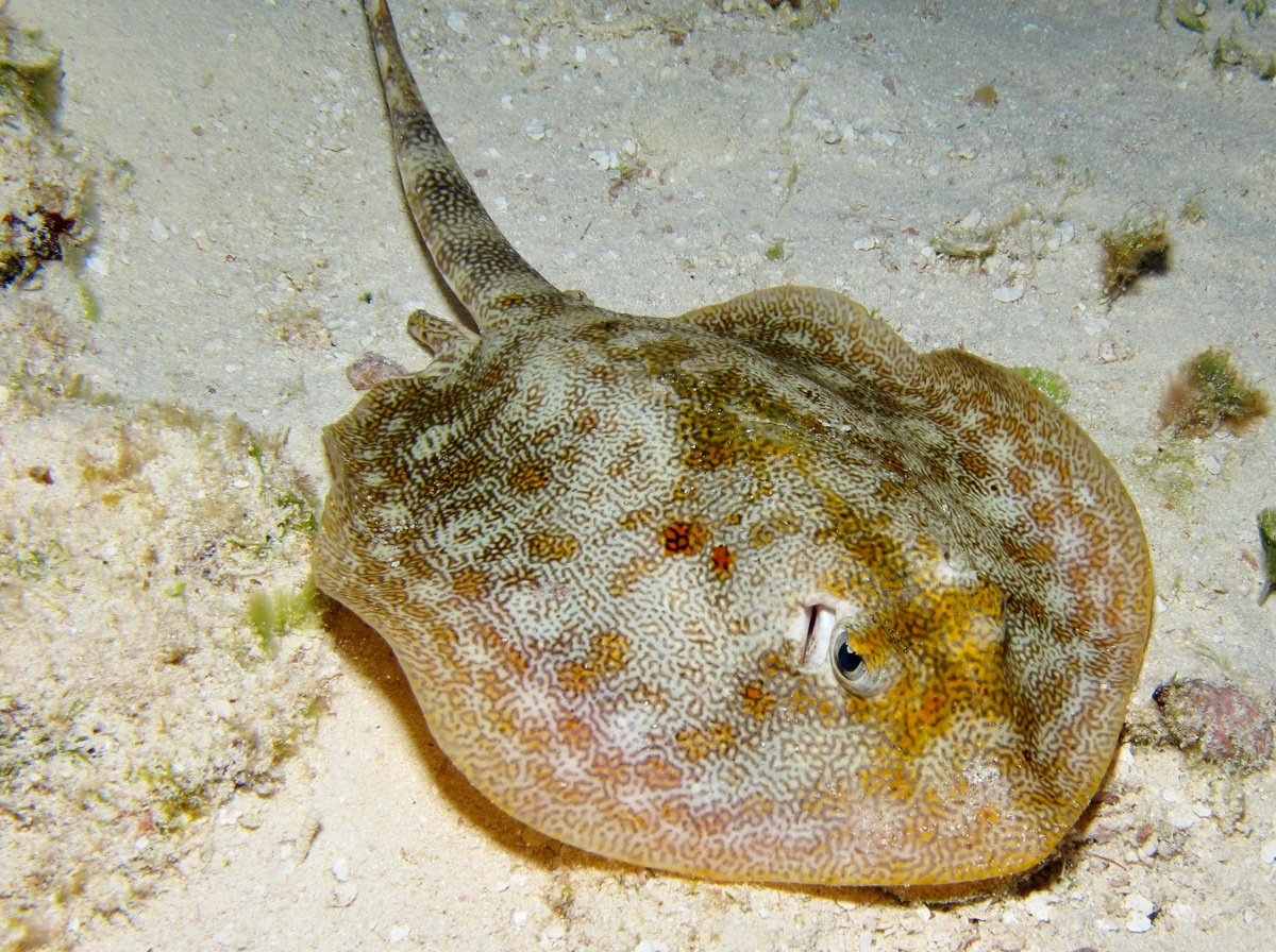 Yellow Stingray - Urobatis jamaicensis