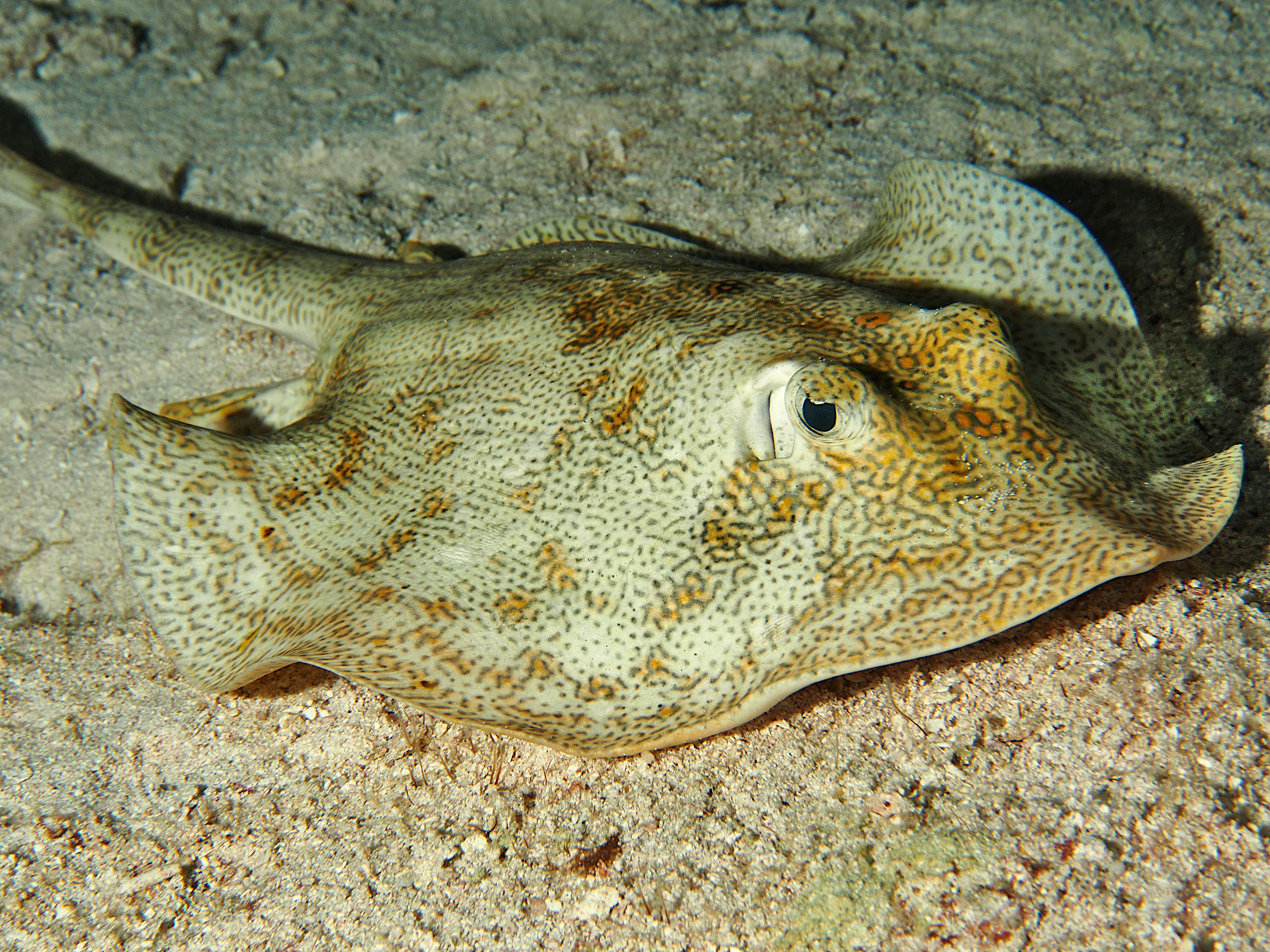 Yellow Stingray - Urobatis jamaicensis