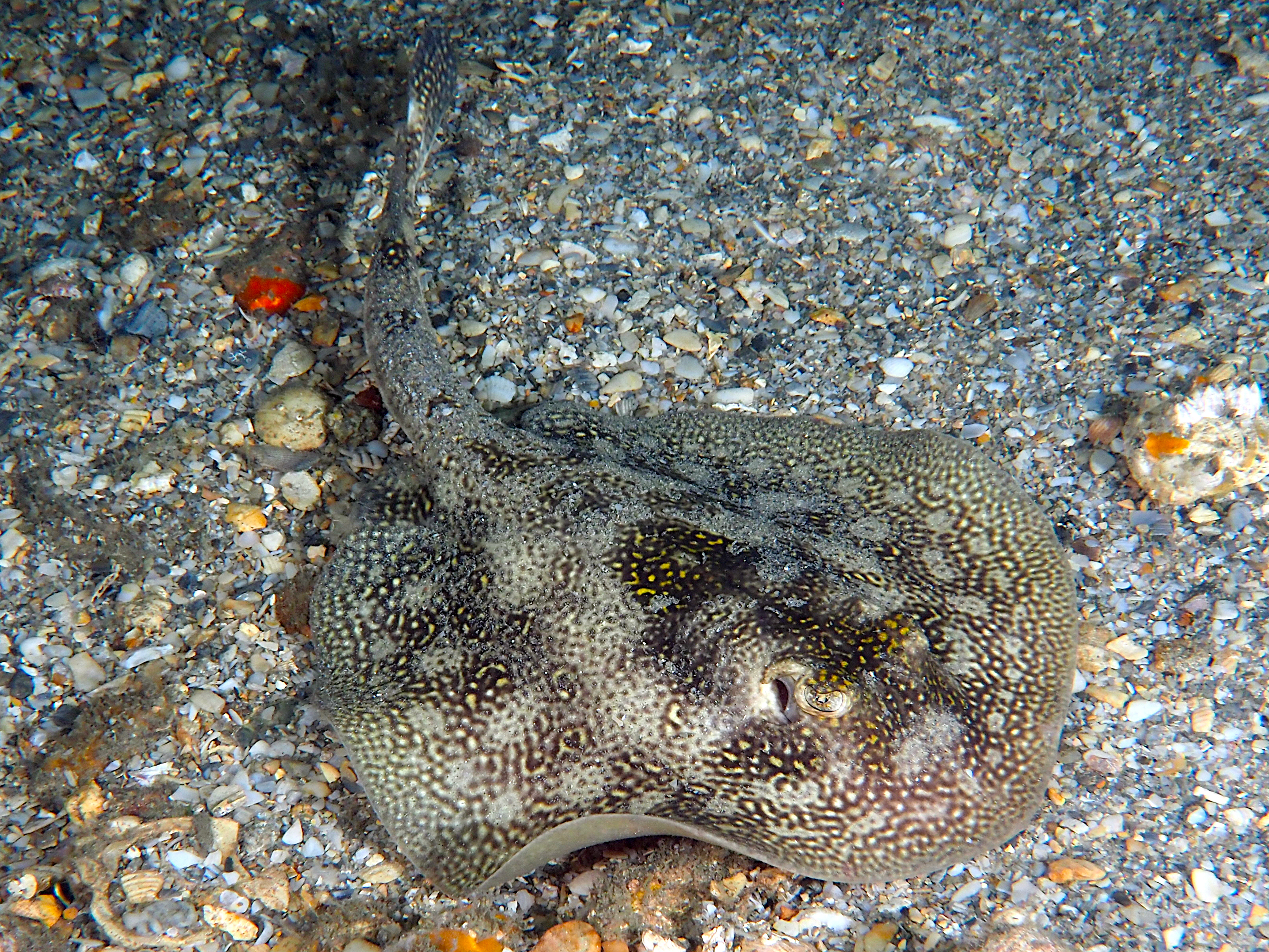 Yellow Stingray - Urobatis jamaicensis