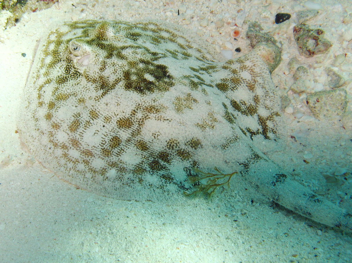 Yellow Stingray - Urobatis jamaicensis