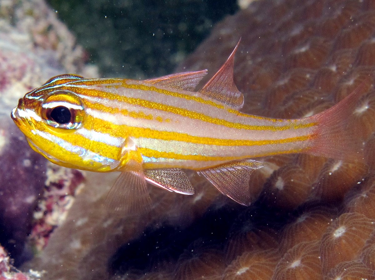 Yellowstriped Cardinalfish - Ostorhinchus cyanosoma - Palau