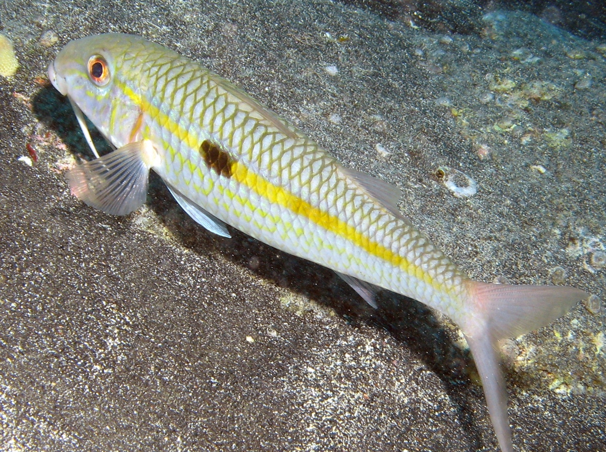 Yellowstripe Goatfish - Mulloidichthys flavolineatus