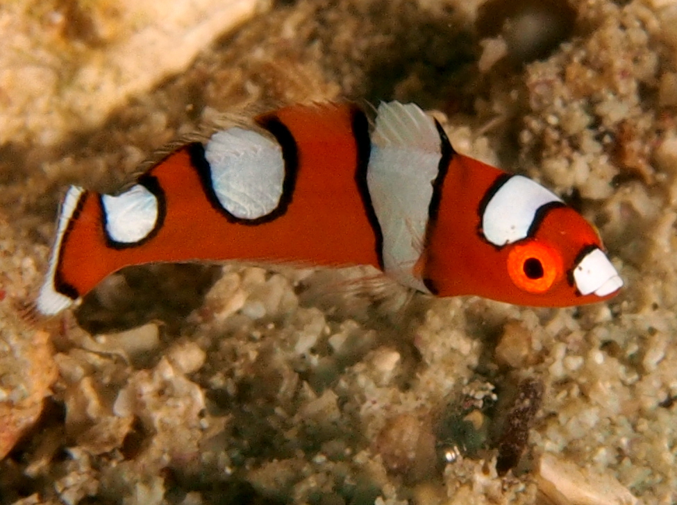 Yellowtail Coris - Coris gaimard