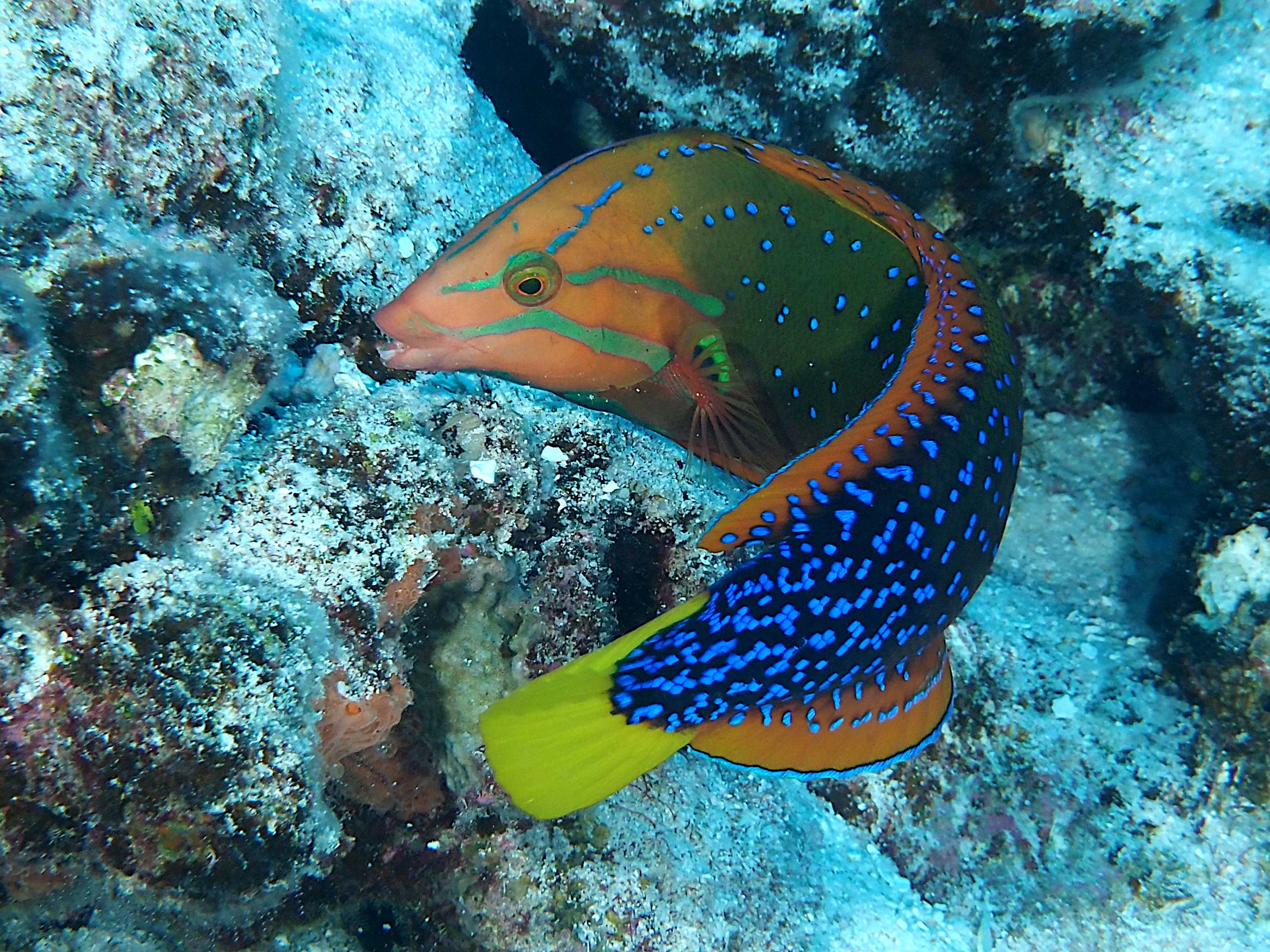 Yellowtail Coris - Coris gaimard