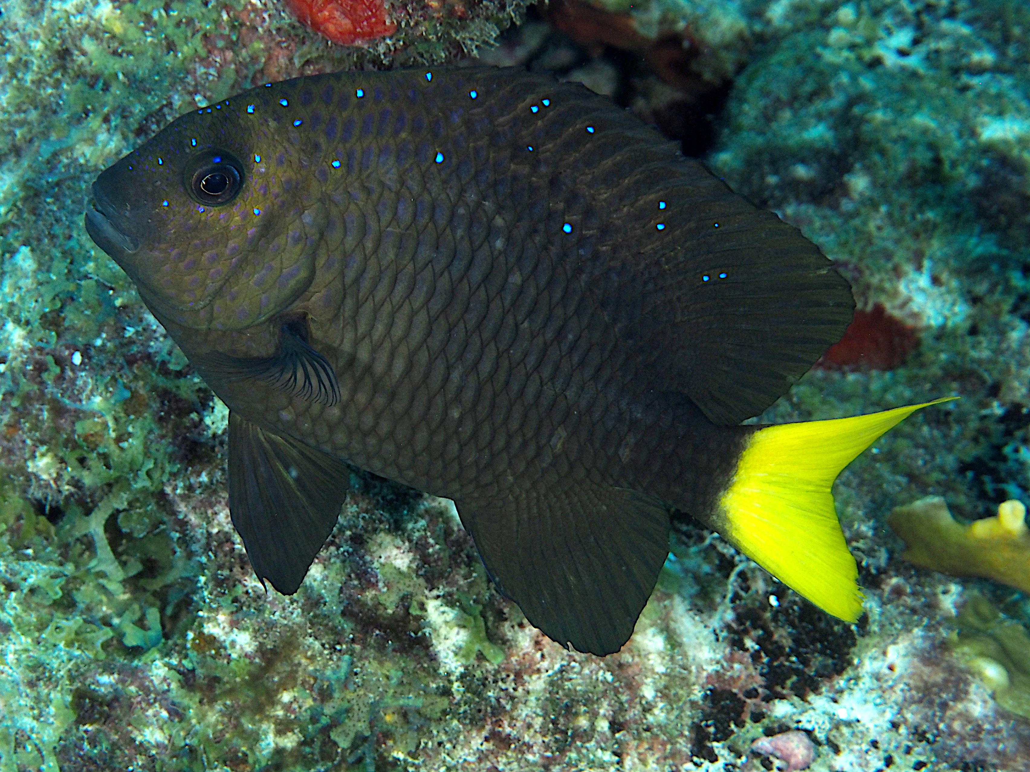 Yellowtail Damselfish - Microspathodon chrysurus
