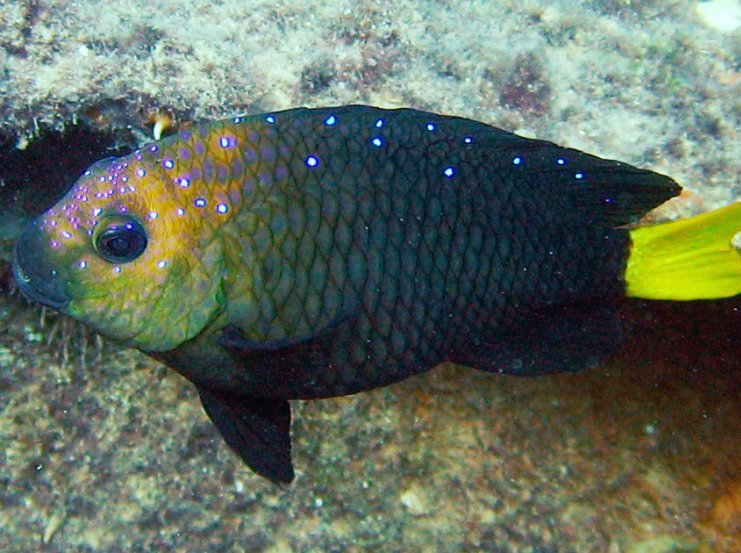 Yellowtail Damselfish - Microspathodon chrysurus