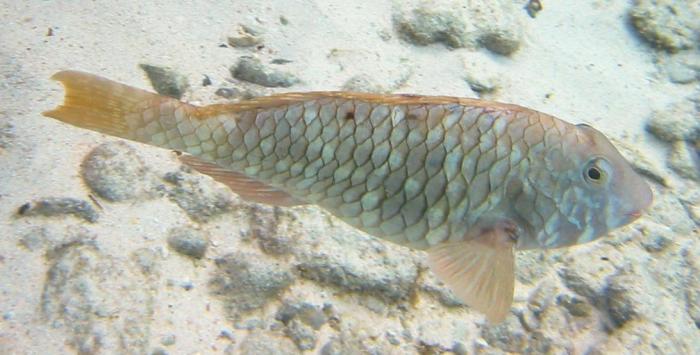 Yellowtail Parrotfish - Sparisoma rubripinne