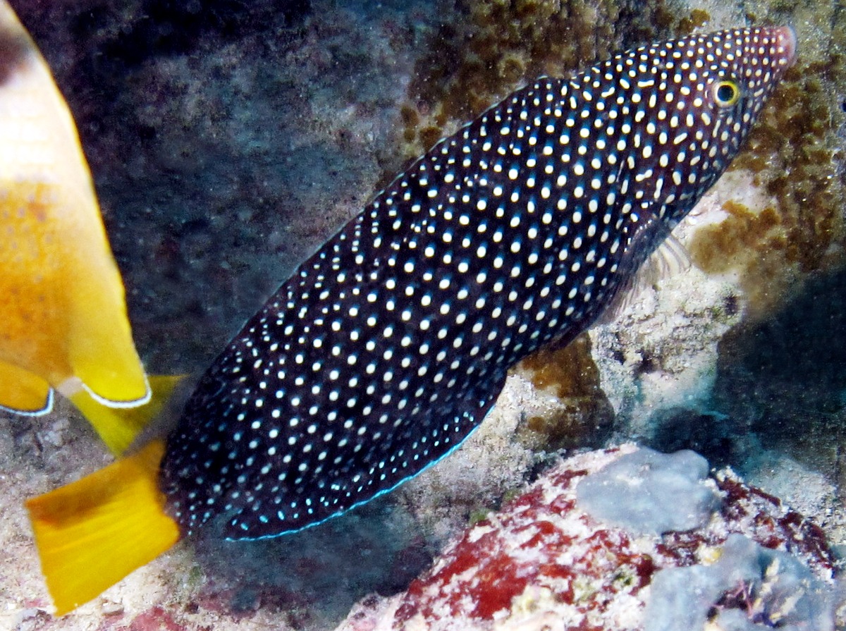 Yellowtail Wrasse - Anampses meleagrides - Palau