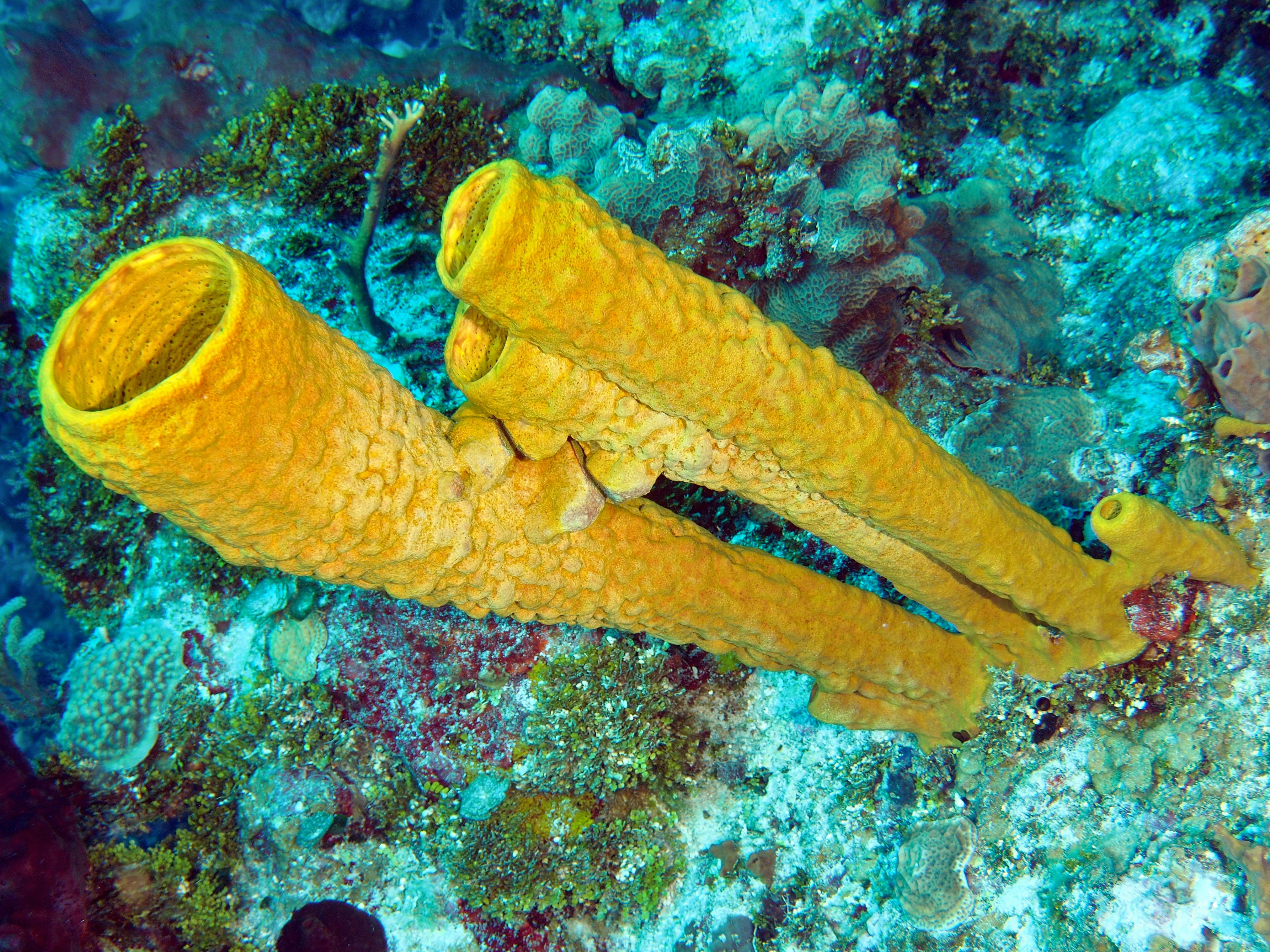 Yellow Tube Sponge - Aplysina fistularis