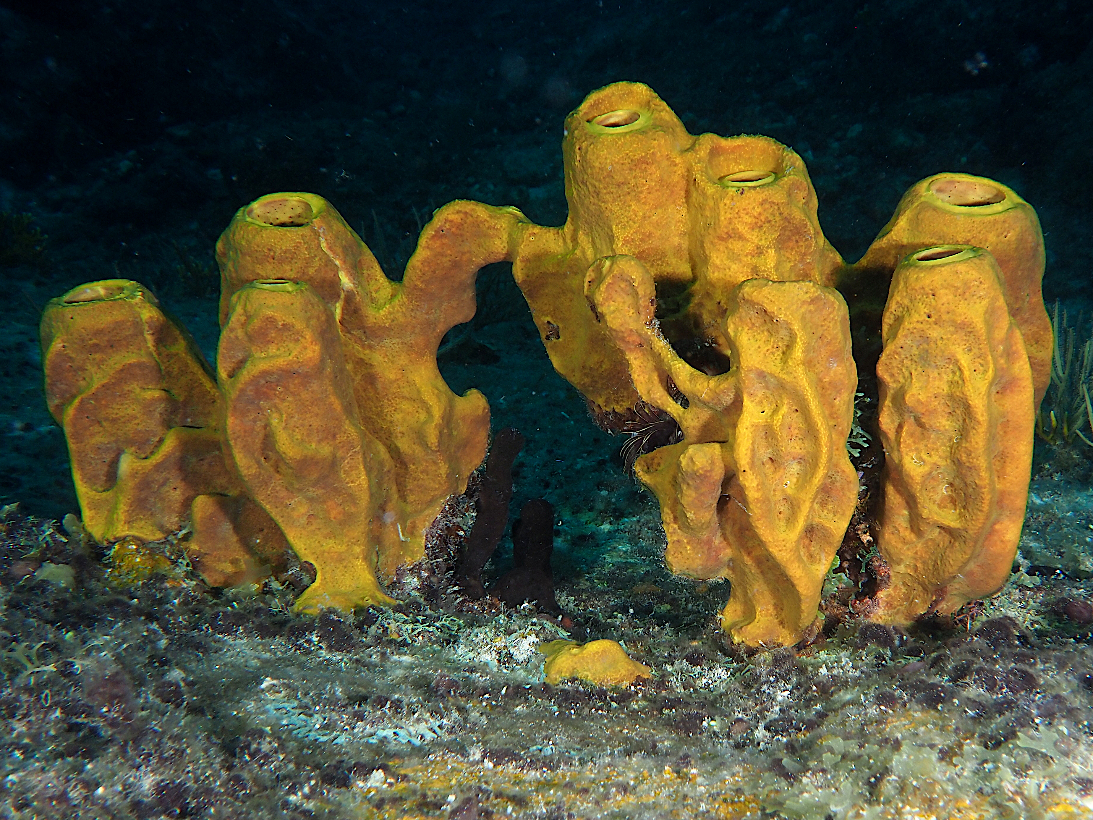 Yellow Tube Sponge - Aplysina fistularis