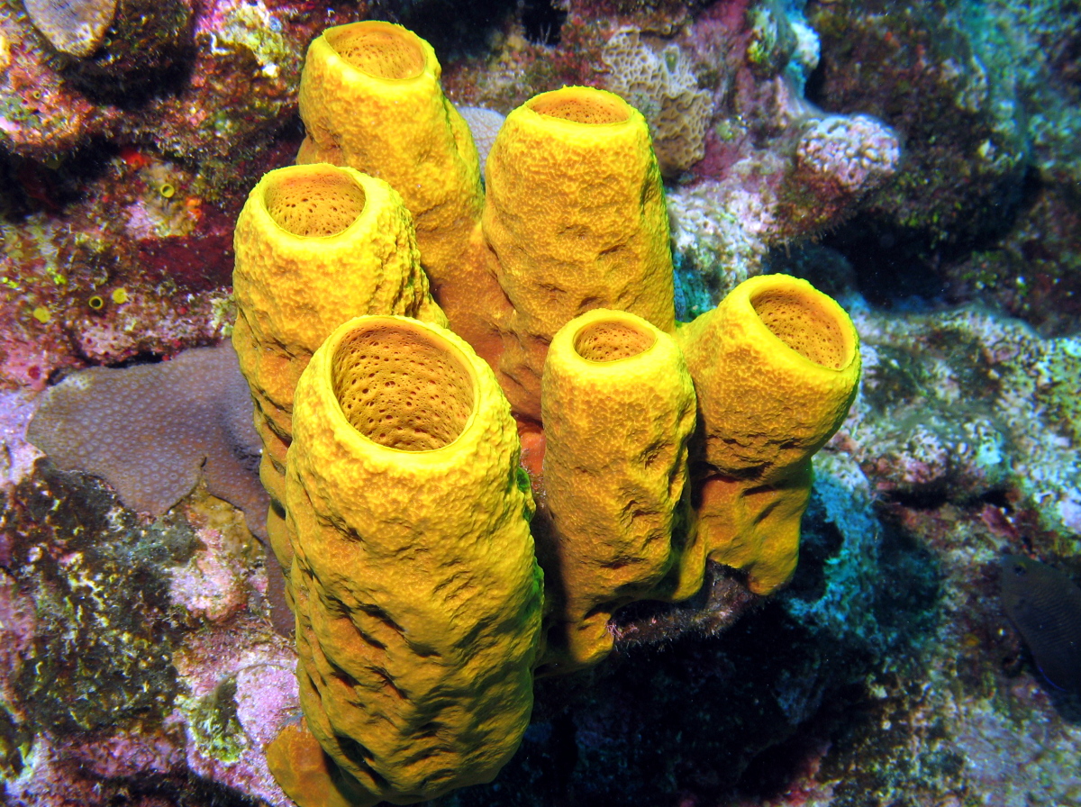 Yellow Tube Sponge - Aplysina fistularis