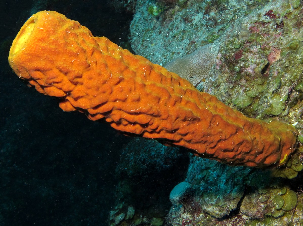 Yellow Tube Sponge - Aplysina fistularis