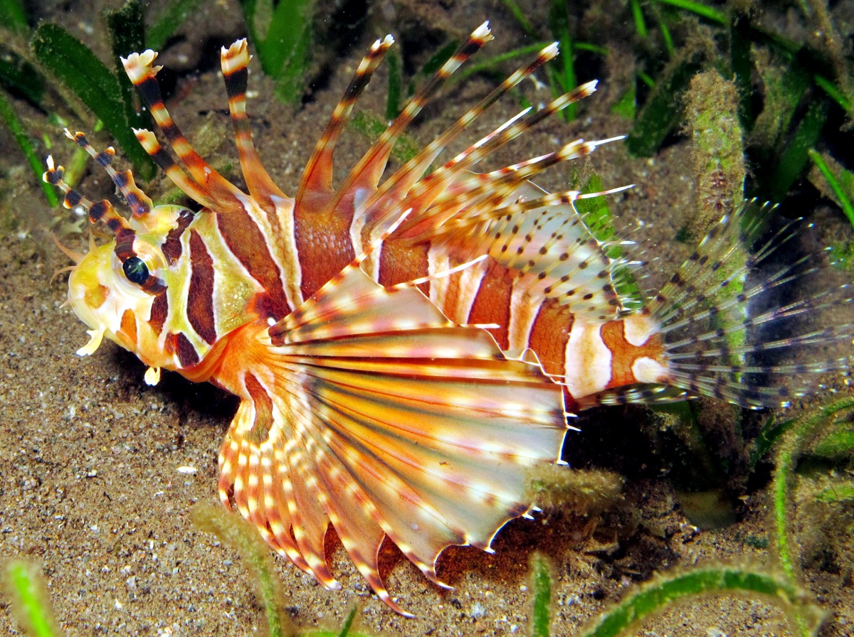 Zebra Lionfish - Dendrochirus zebra