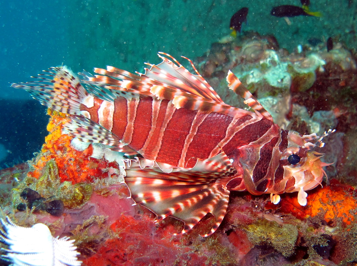 Zebra Lionfish - Dendrochirus zebra