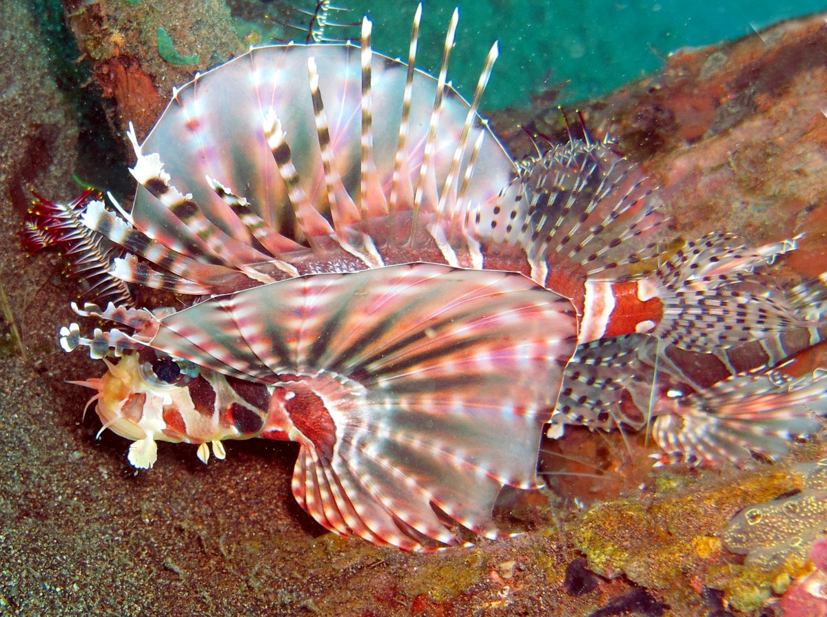 Zebra Lionfish - Dendrochirus zebra