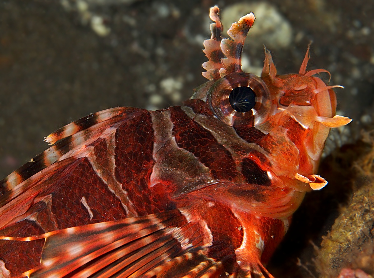 Zebra Lionfish - Dendrochirus zebra