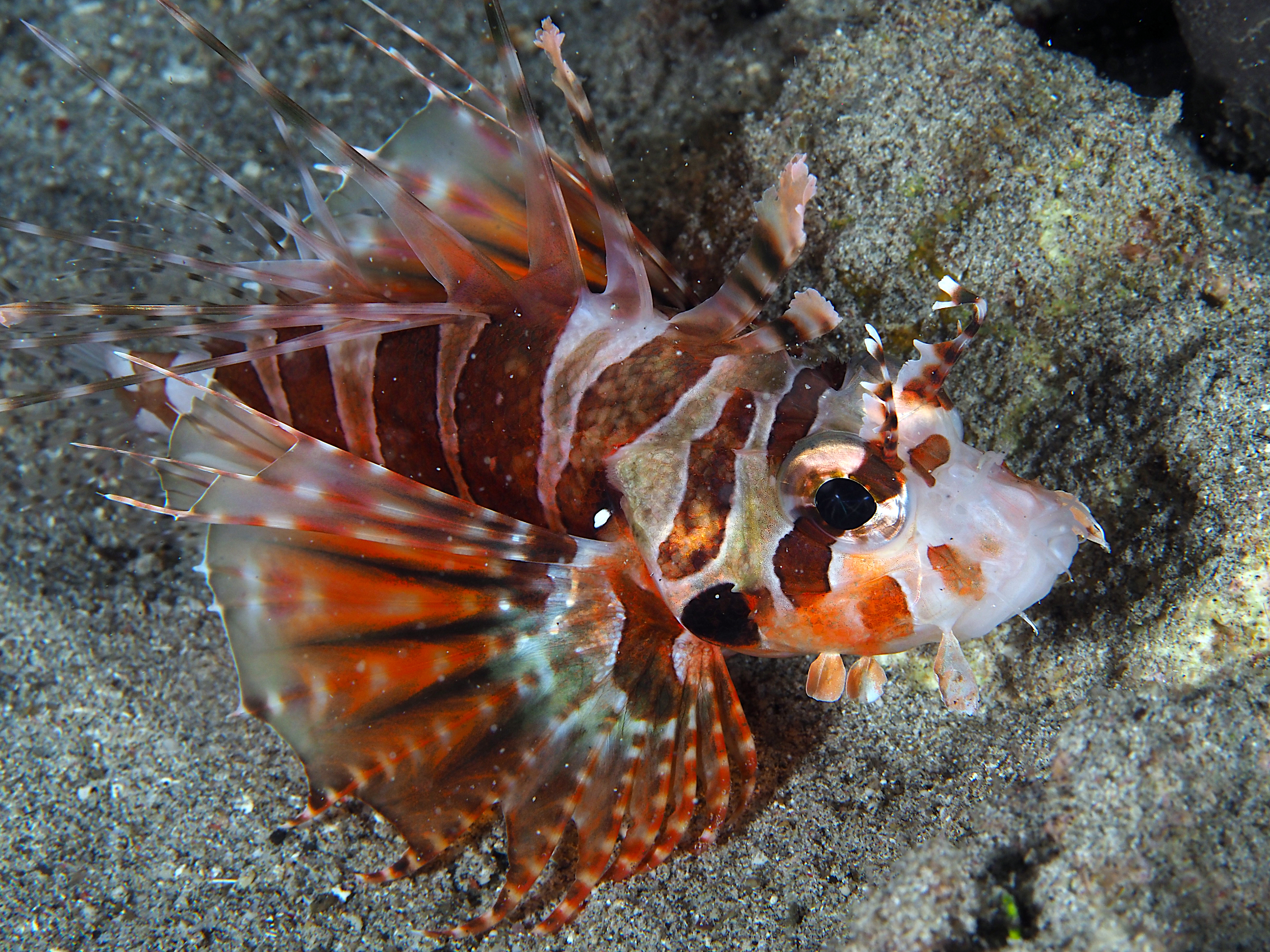 Zebra Lionfish - Dendrochirus zebra