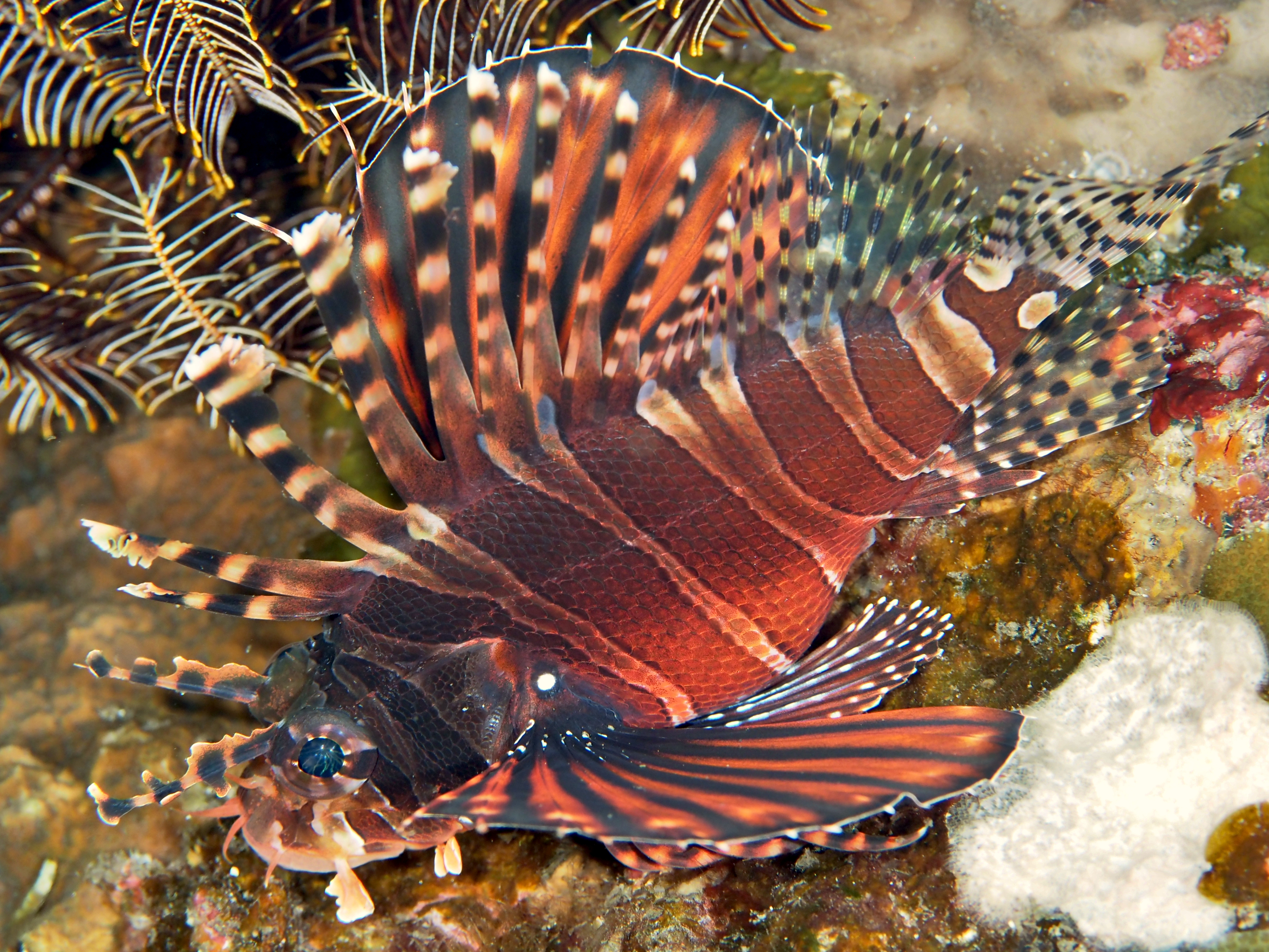 Zebra Lionfish - Dendrochirus zebra