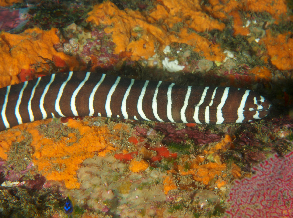 Zebra Moray Eel - Gymnomuraena zebra