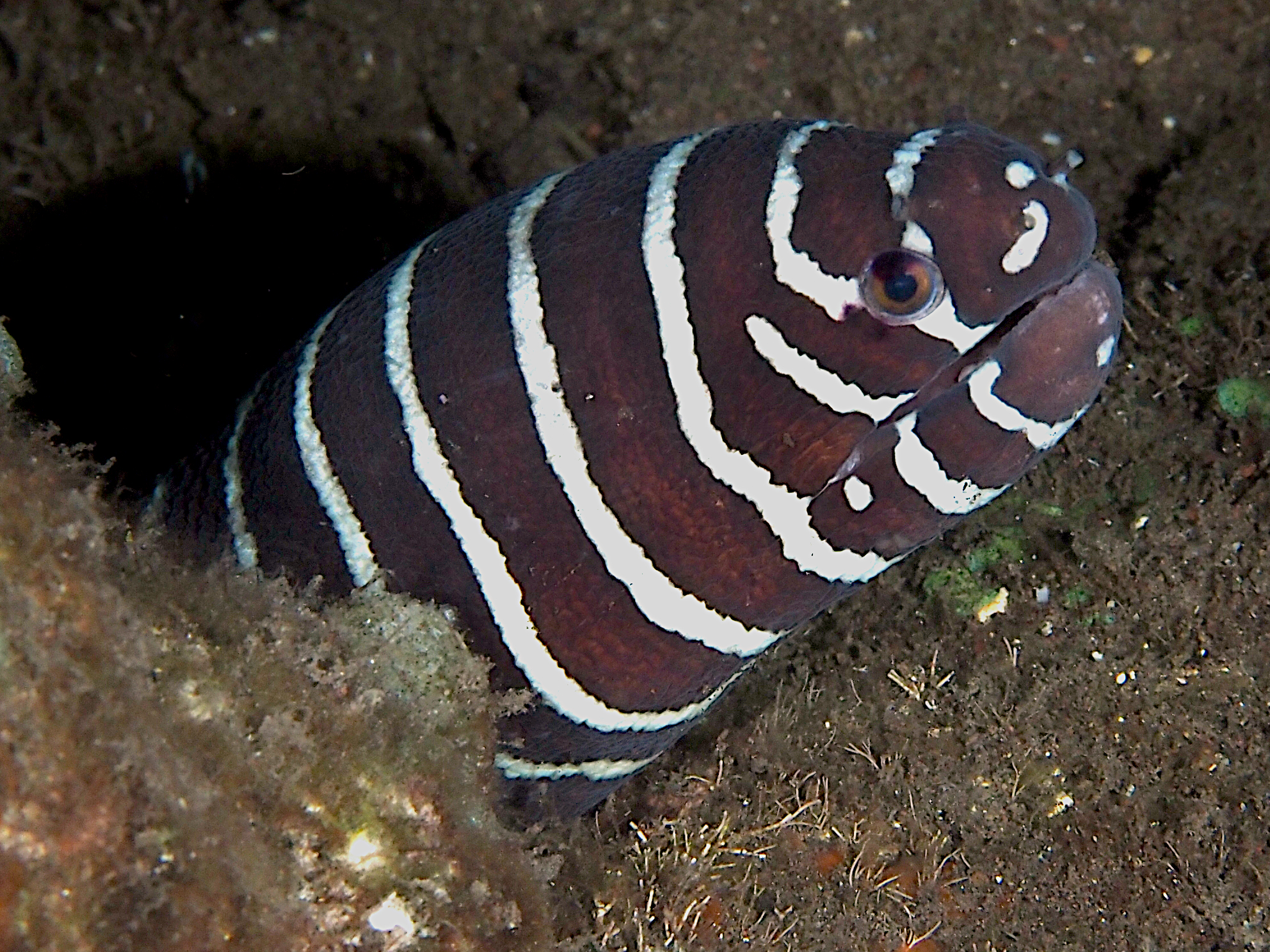 Zebra Moray Eel - Gymnomuraena zebra