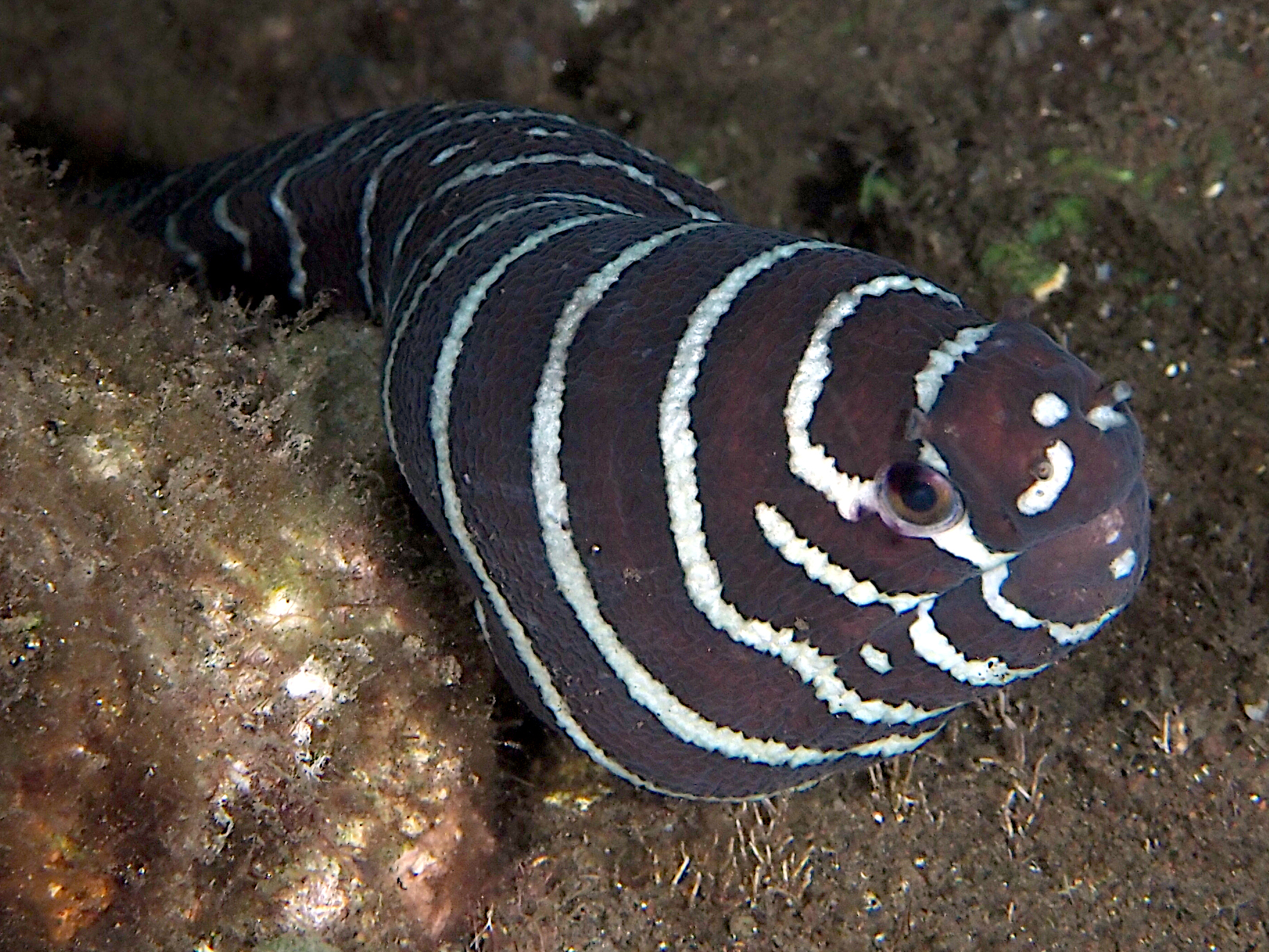Zebra Moray Eel - Gymnomuraena zebra