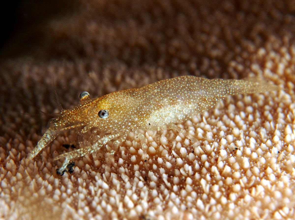 Rounded Sea Star Shrimp - Zenopontonia noverca - Lembeh Strait, Indonesia