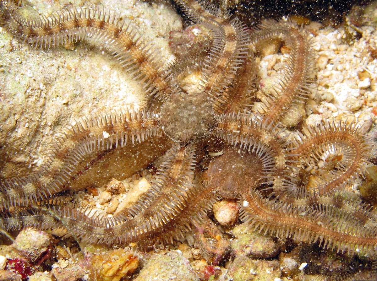 brittle star #3395